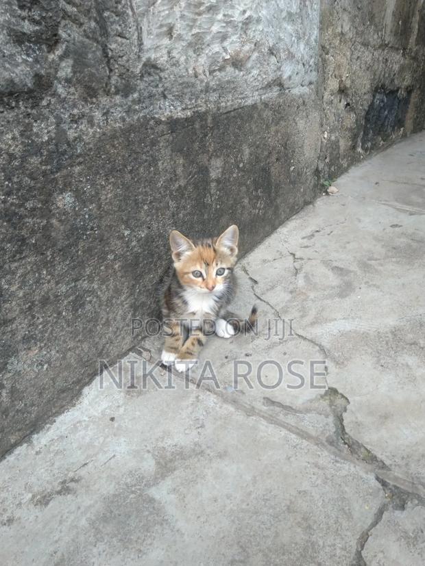 1-3 months Male Mixed Breed Persian - thumbnail 5