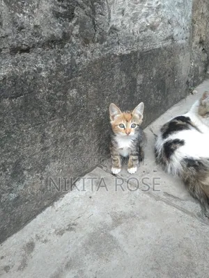 1-3 months Male Mixed Breed Persian
