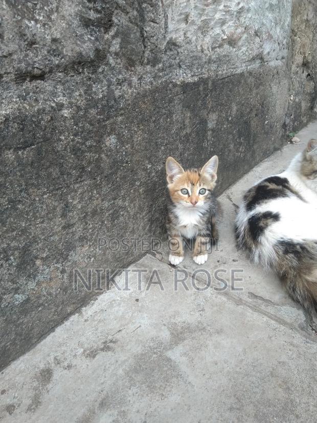 1-3 months Male Mixed Breed Persian - thumbnail 6