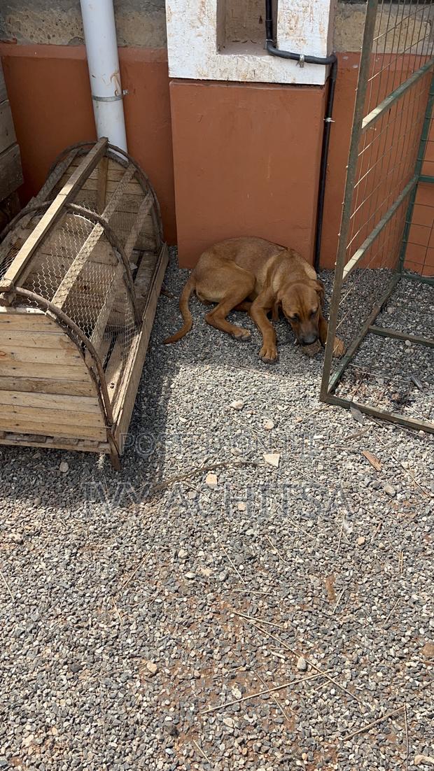 6-12 months Female Purebred Boerboel - thumbnail 3