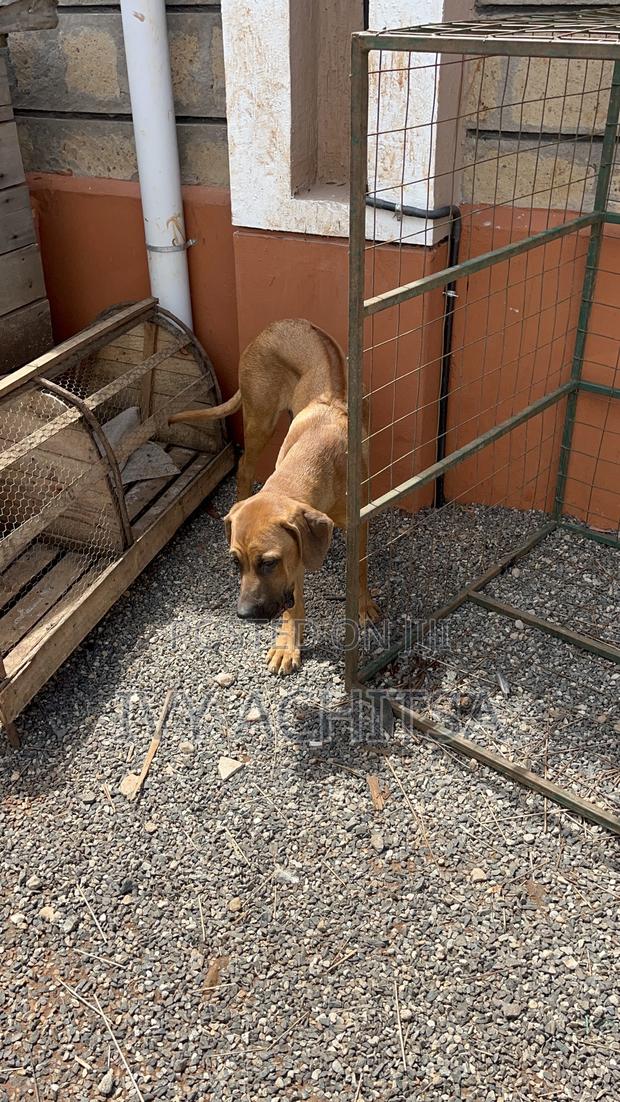6-12 months Female Purebred Boerboel - thumbnail 4