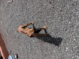 6-12 months Female Purebred Boerboel - thumbnail 2