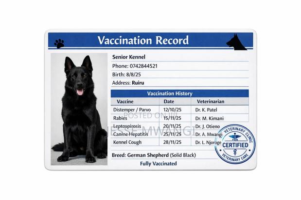 6-12 months Male Purebred German Shepherd - thumbnail 4