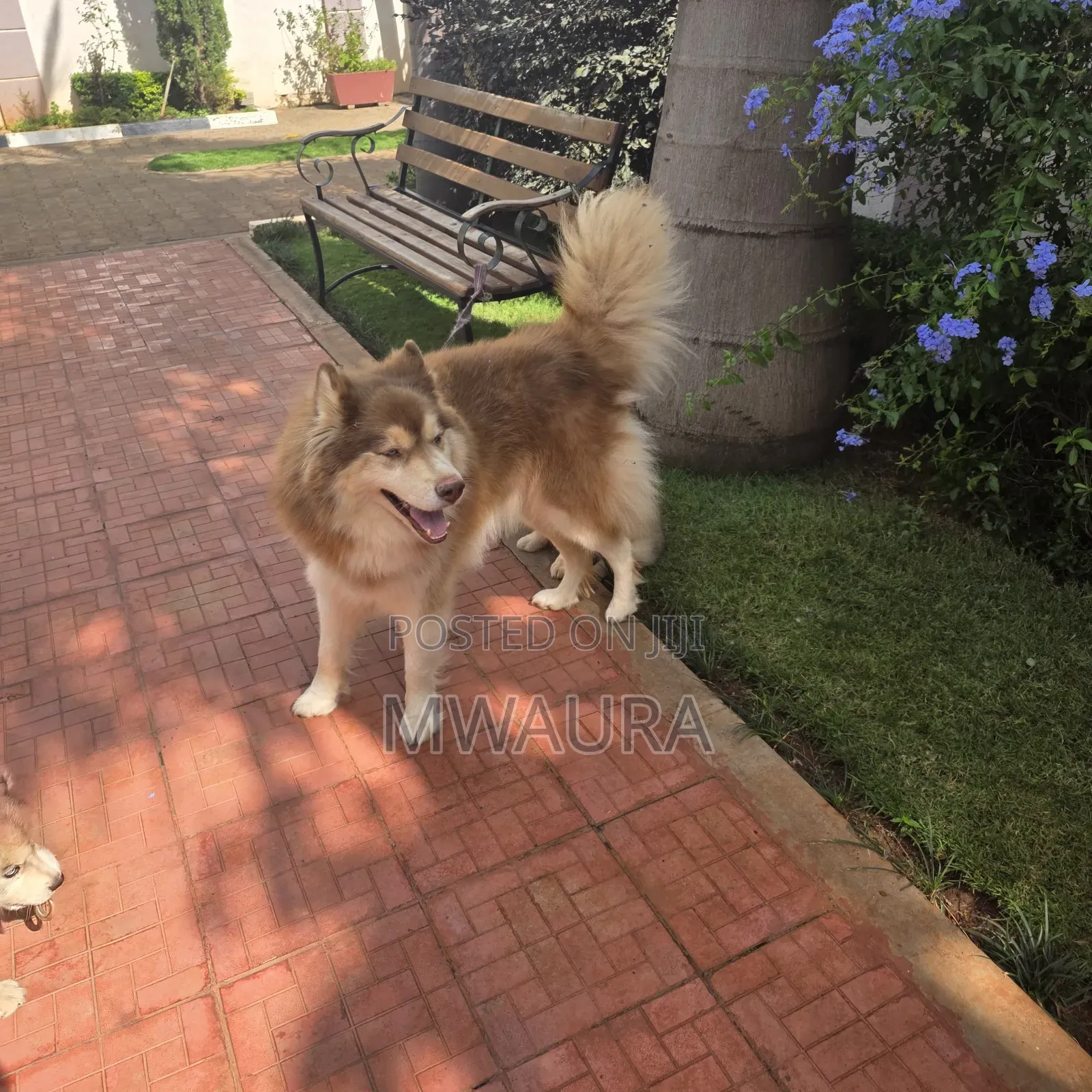 6-12 months Male Purebred Siberian Husky