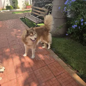 6-12 months Male Purebred Siberian Husky