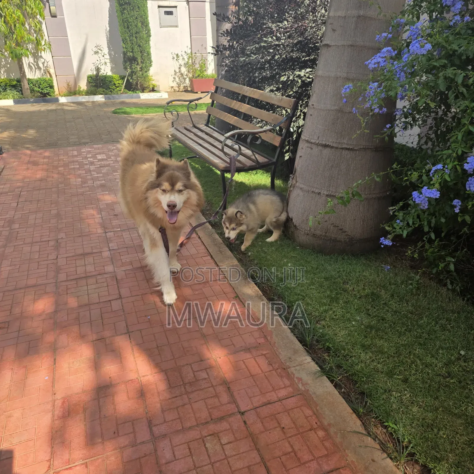 6-12 months Male Purebred Siberian Husky