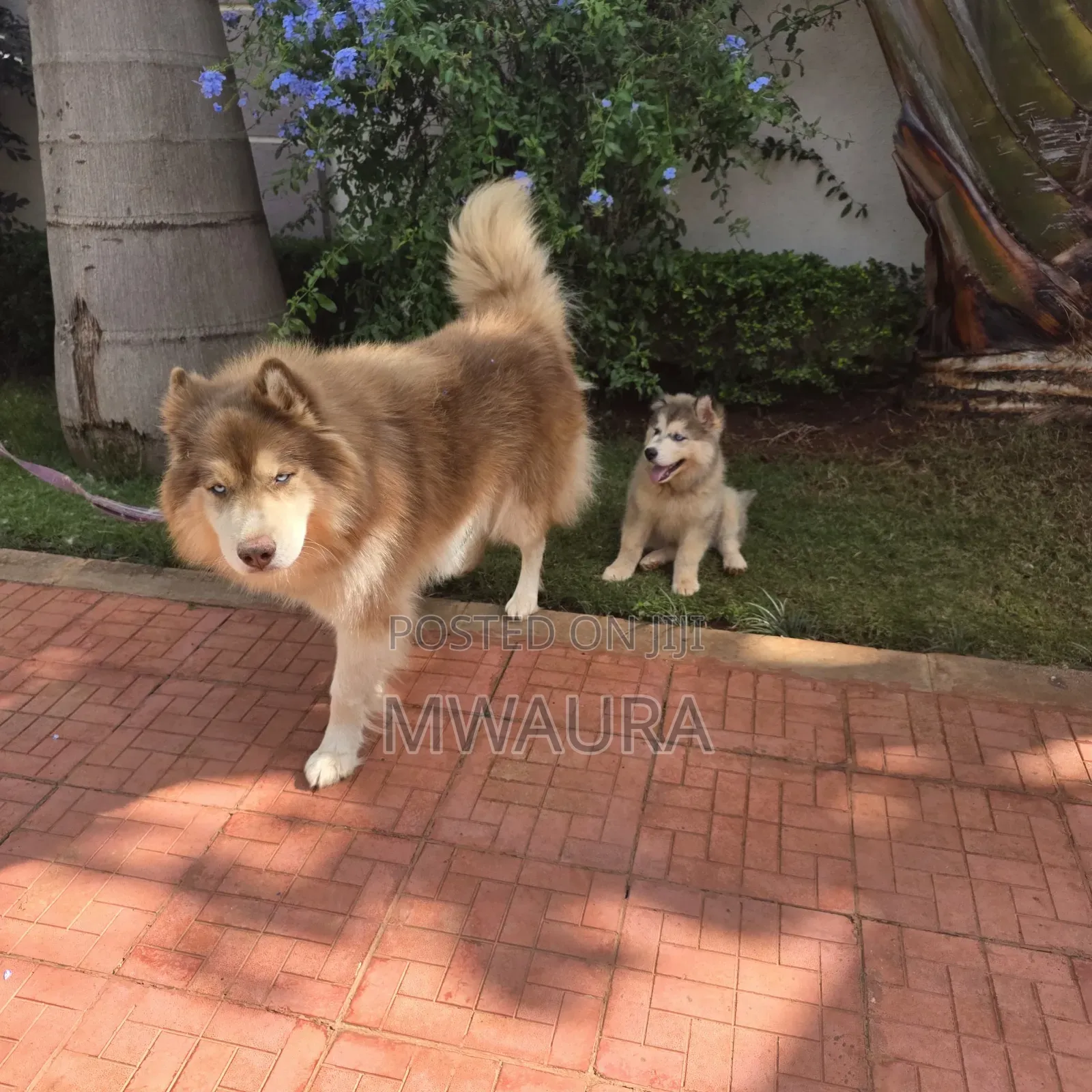 6-12 months Male Purebred Siberian Husky