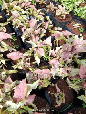 Pink Syngonium - thumbnail 2