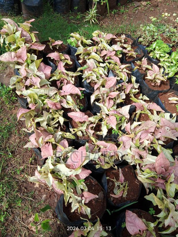 Pink Syngonium - thumbnail 4