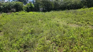 4 Plots 50*100