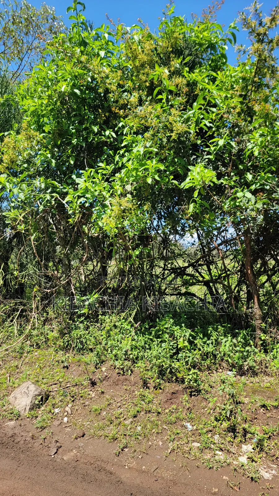 4 Plots 50*100