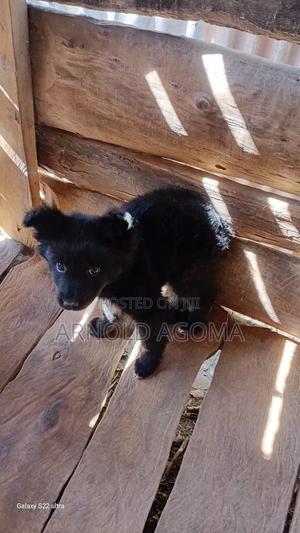 1-3 months Male Mixed Breed German Shepherd - thumbnail 2