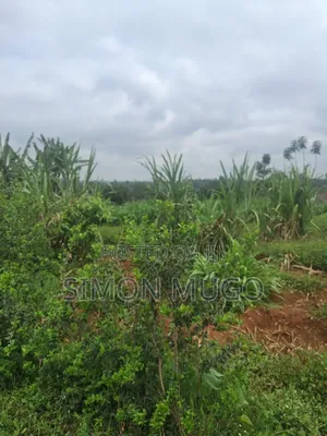 Runda Park Very Prime Fully Serviced Well Drained Red Soil 1/2 Acre