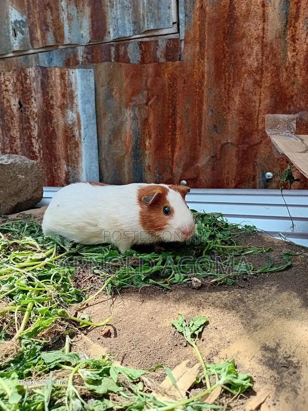 Arnold's Pets - main view