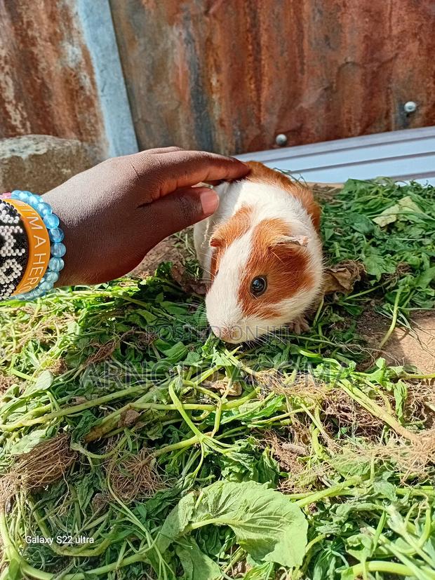 Arnold's Pets - thumbnail 3