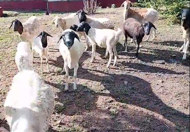Galla Sheeps for Sale