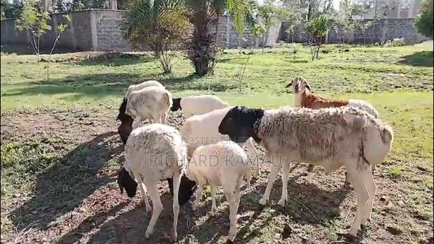 Galla Sheeps for Sale - thumbnail 2