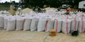 Dry Maize for Sale in Kenya
