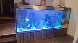 Ocean Eagle Aquariums - thumbnail 2