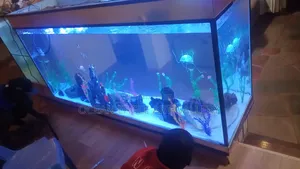 Ocean Eagle Aquariums