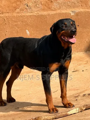 1-3 months Male Purebred Rottweiler