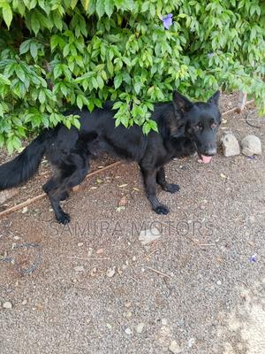 1+ year Male Purebred German Shepherd - thumbnail 2