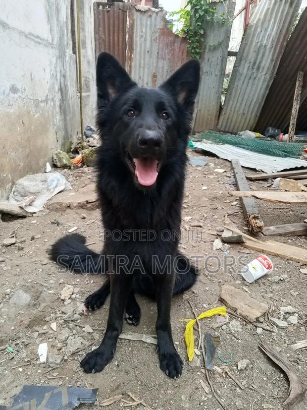 1+ year Male Purebred German Shepherd - thumbnail 3