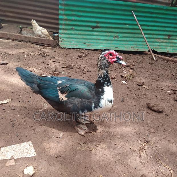 Muscovy Ducks - main view