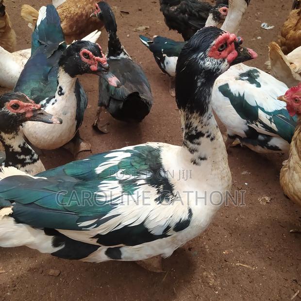 Muscovy Ducks - thumbnail 3