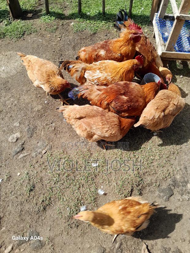 Chicken,Jogoo - main view