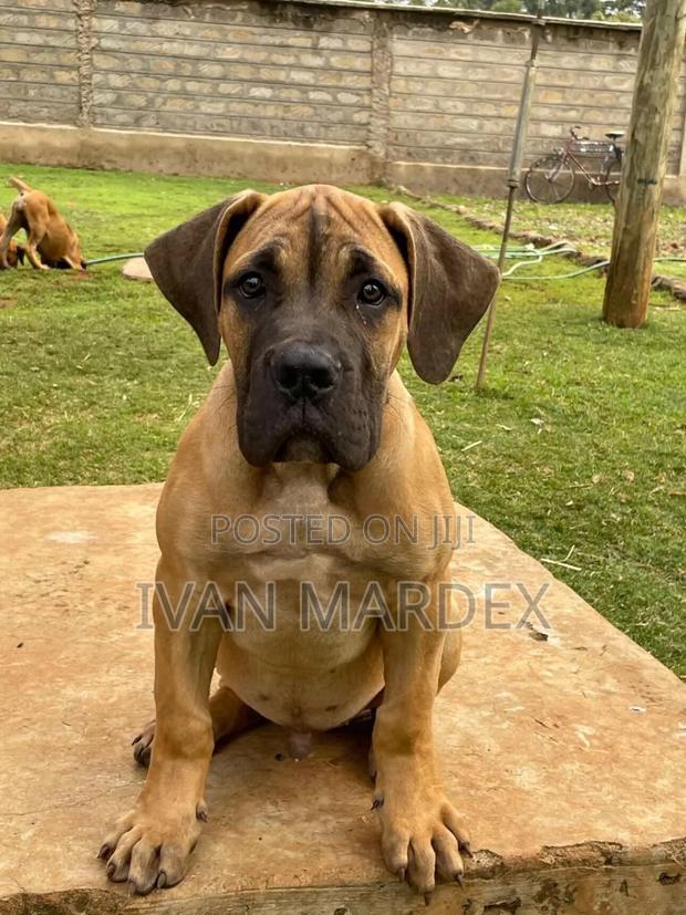 1-3 months Male Purebred Boerboel