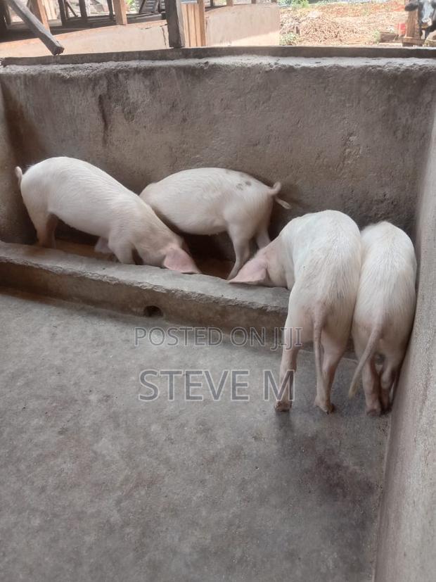 Pigs/Piglets - thumbnail 2