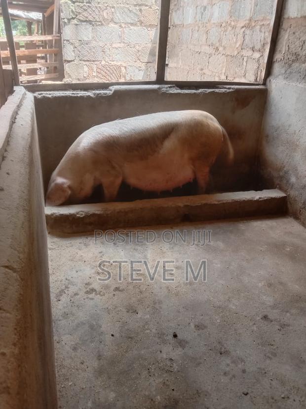 Pigs/Piglets - thumbnail 4