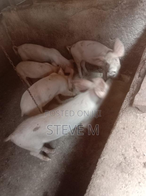 Pigs/Piglets - thumbnail 5