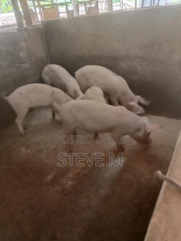 Pigs/Piglets - thumbnail 7