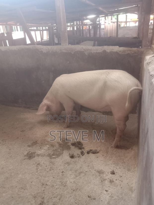 Pigs/Piglets