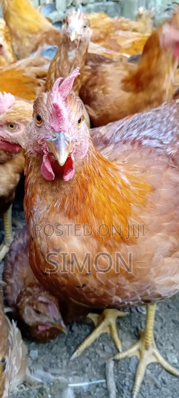 Improved Kienyeji Chicken Sf1 - thumbnail 3