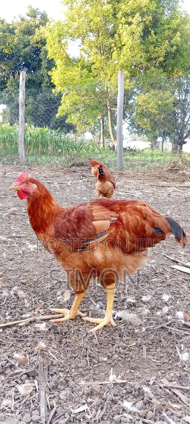 Improved Kienyeji Chicken Sf1 - thumbnail 4