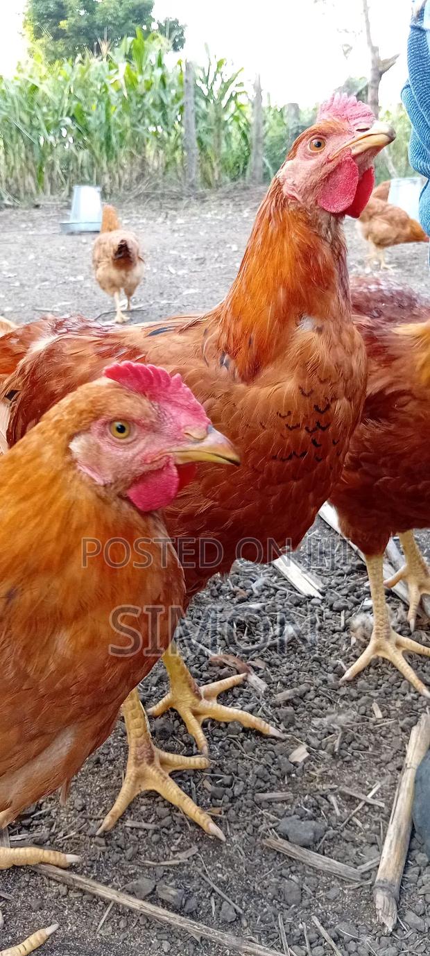 Improved Kienyeji Chicken Sf1 - thumbnail 6