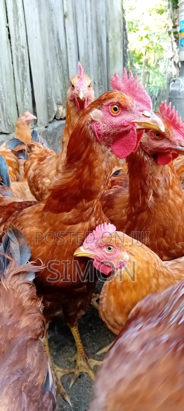 Improved Kienyeji Chicken Sf1 - thumbnail 7