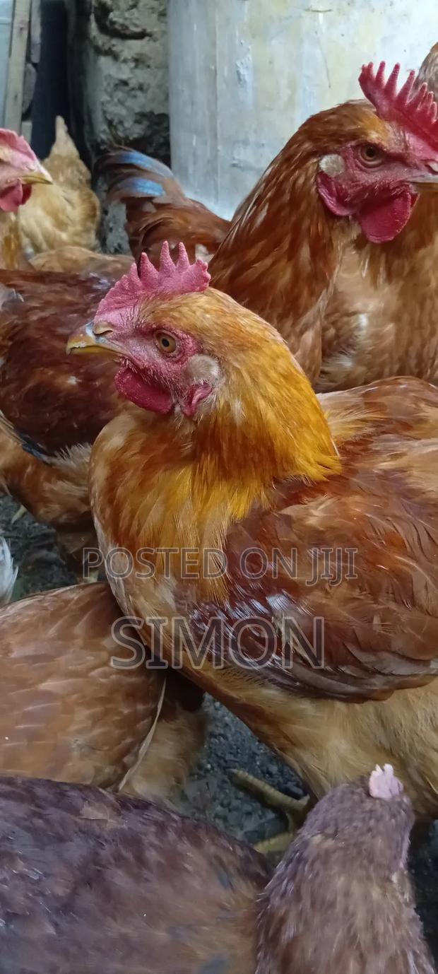 Improved Kienyeji Chicken Sf1 - thumbnail 8