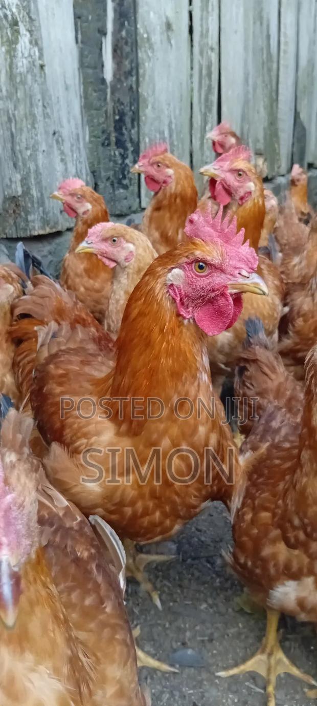 Improved Kienyeji Chicken Sf1 - thumbnail 9