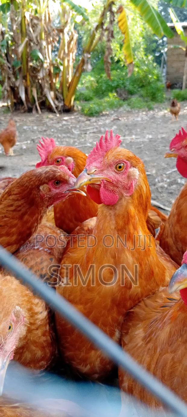 Improved Kienyeji Chicken Sf1 - thumbnail 10