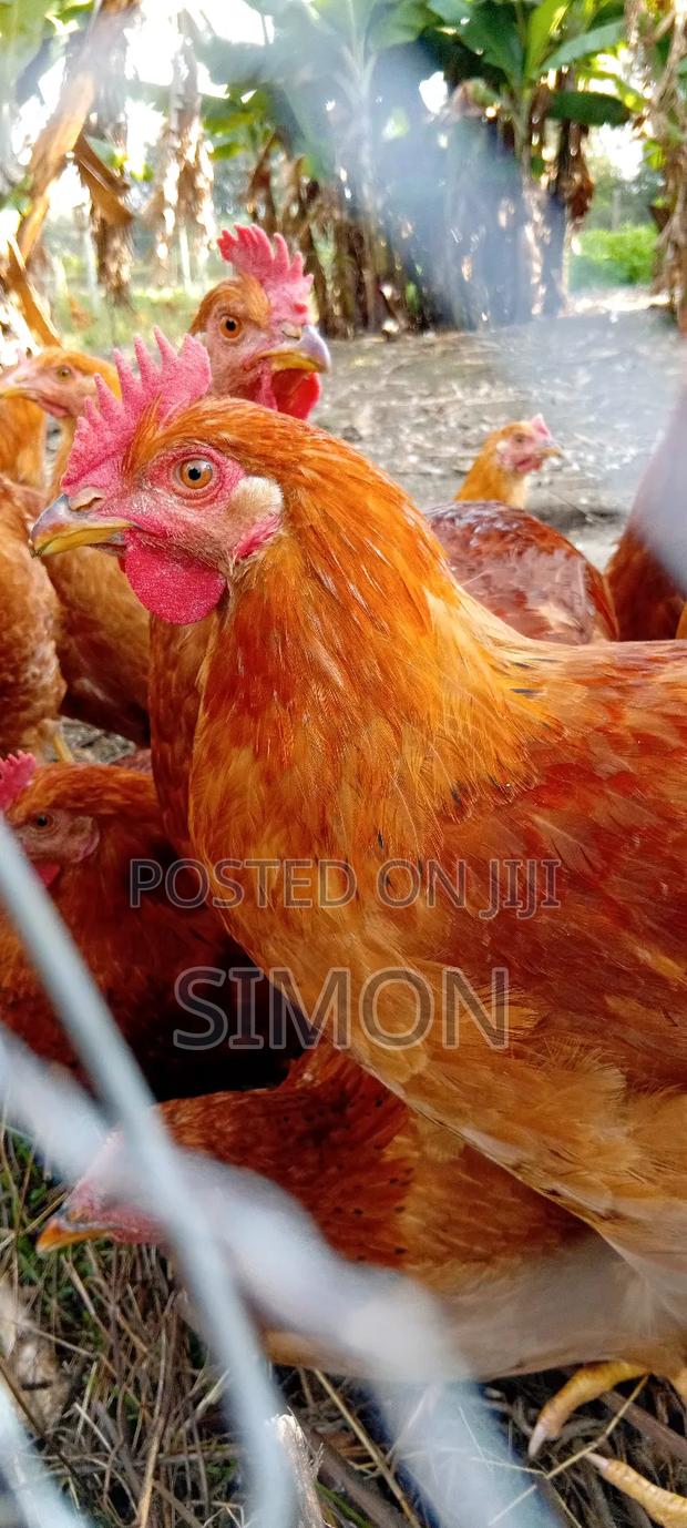 Improved Kienyeji Chicken Sf1 - thumbnail 11