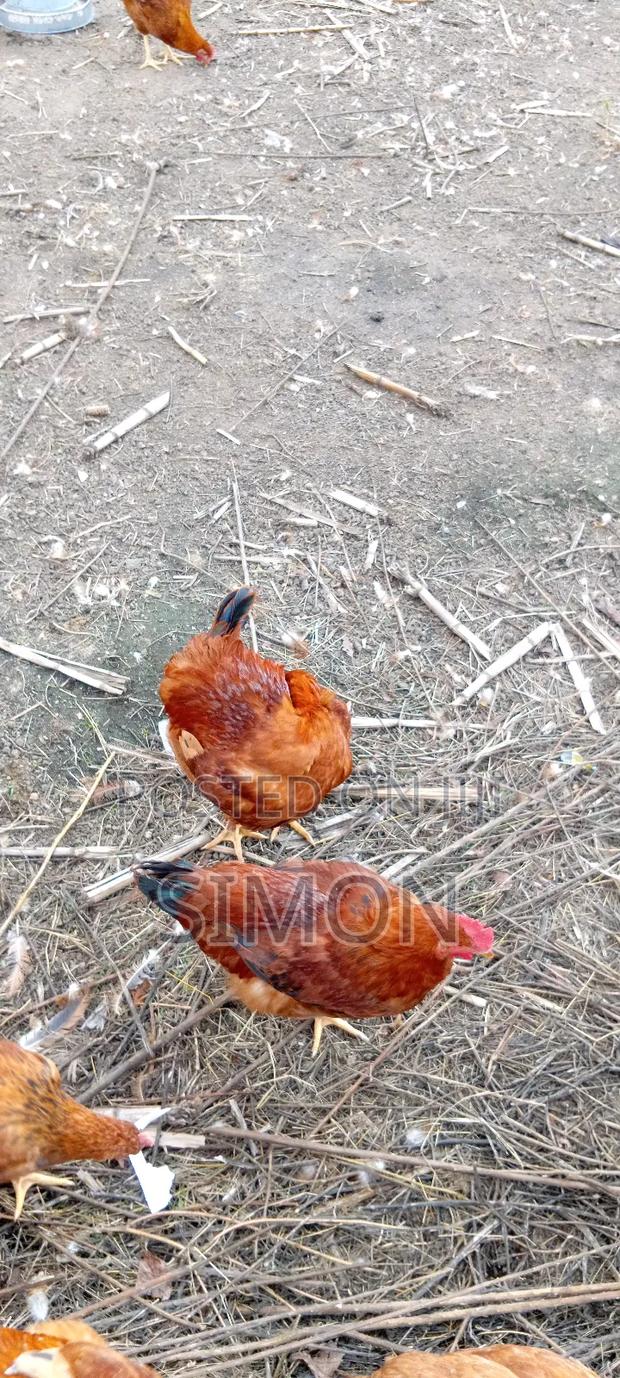 Improved Kienyeji Chicken Sf1 - thumbnail 12