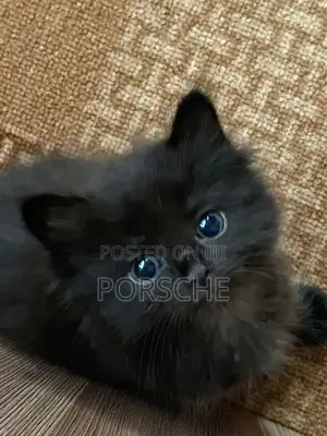 1-3 months Male Purebred Maine Coon