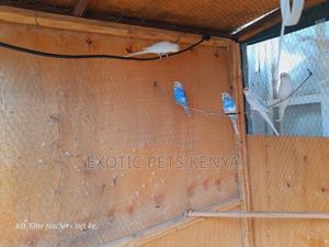 Blue and White Budgies - main view