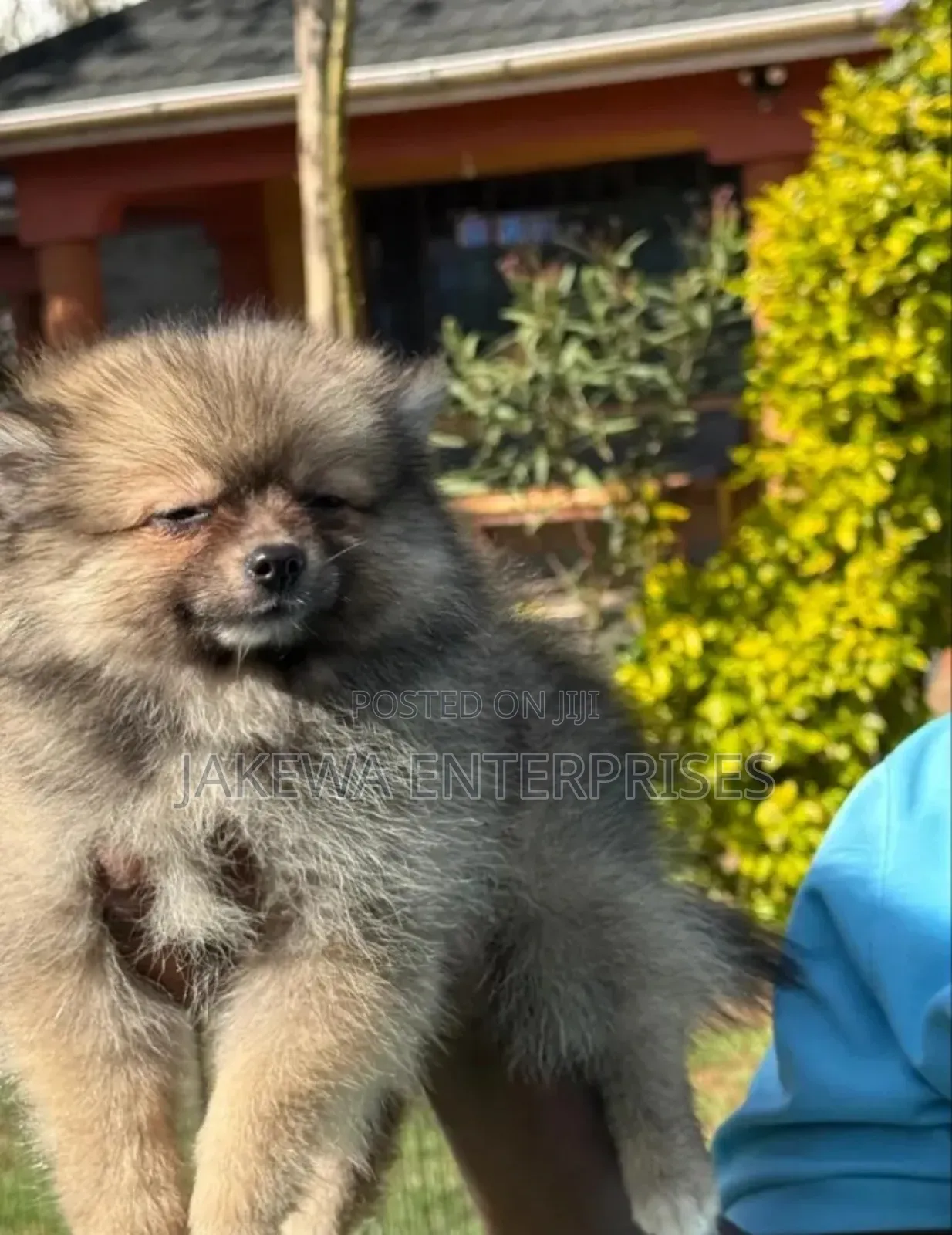 1-3 months Female Purebred Pomeranian