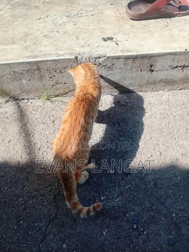 3-6 months Male Mixed Breed Tabby - main view