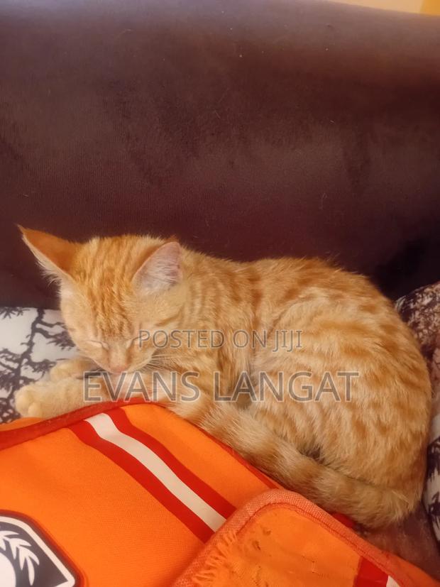 3-6 months Male Mixed Breed Tabby - thumbnail 3